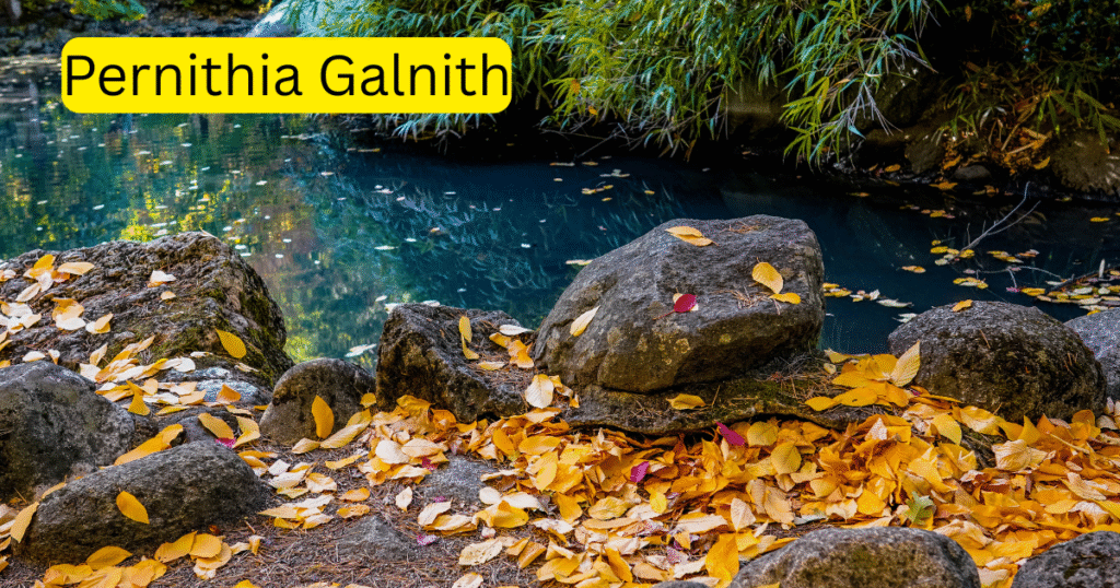 Pernithia Galnith
