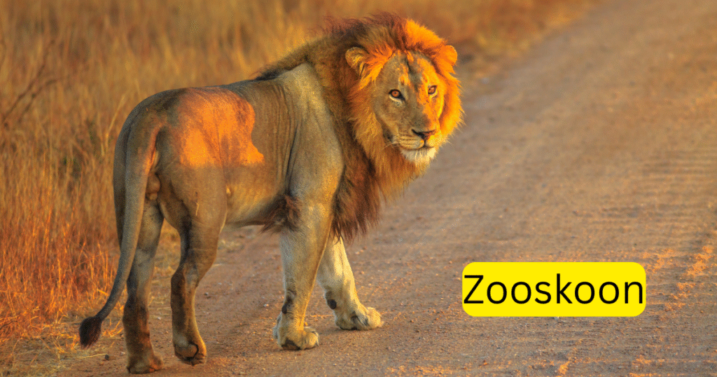 Zooskoon